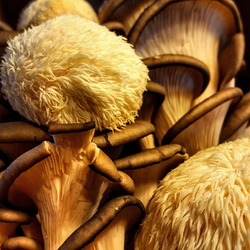 Shroomin’ & Bloomin’: 3 Ways Lions Mane Improves Brain Energy